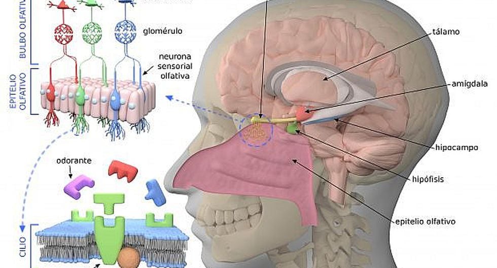 Qu Es El Sentido Del Olfato Y Para Qu Sirve Funciones Y Partes Del Olfato Anatom A Y