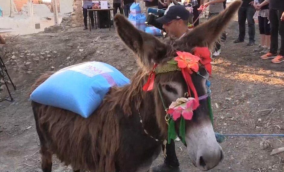 Burra Cleopatra gana reñido concurso de belleza y velocidad