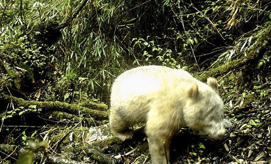 Observan por primera vez un panda albino libre en una reserva animal