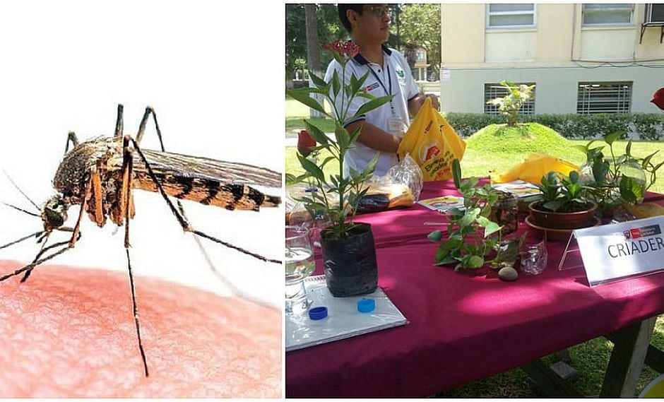 ¡En alerta! Estos son los principales criaderos de dengue, zika y chikungunya (VIDEOS)