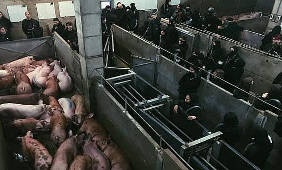 Grupo animalista ocupa matadero y libera a siete cerdos listos para morir