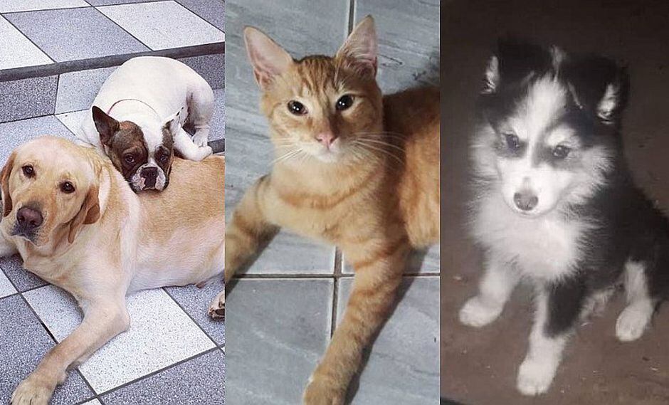 Mascotas perdidas: conoce qué animales están extraviados en Lima