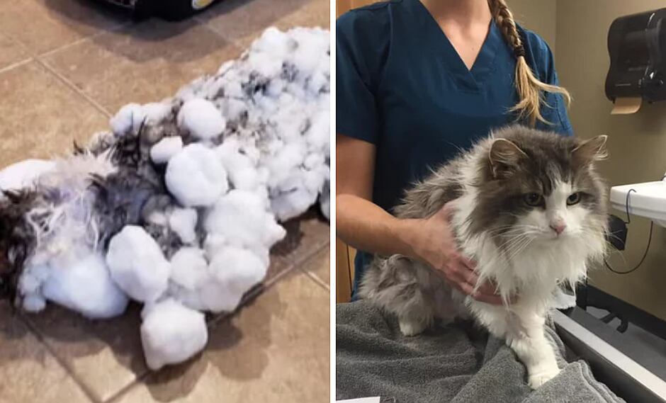 Gato había muerto congelado, pero veterinarios lo revivieron