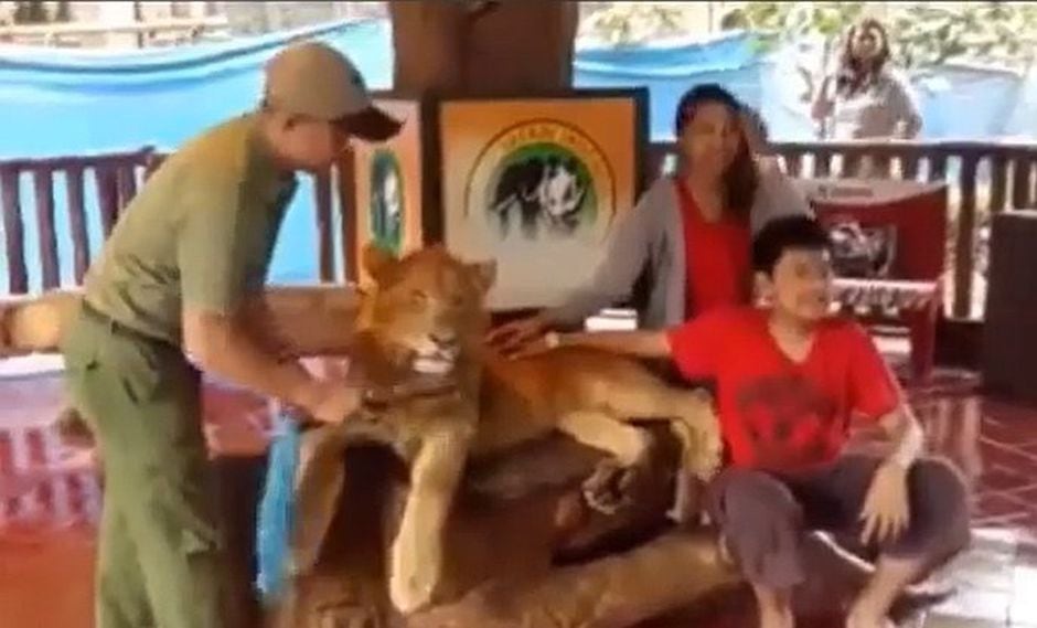 Denuncian que dopan a leona en zoológico para tomarse fotos (VIDEOS)