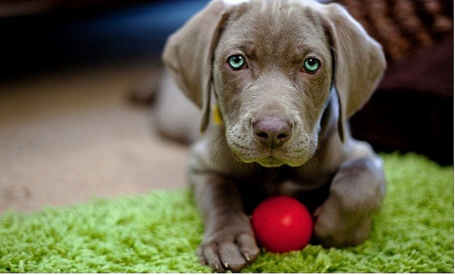 Perros: Sepa cómo identificar problemas cognitivos en su mascota