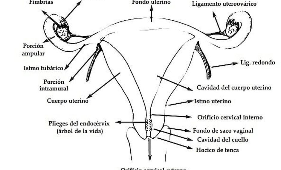 Conozca Los órganos Del Aparato Reproductor Femenino Actualidad Ojo 6703