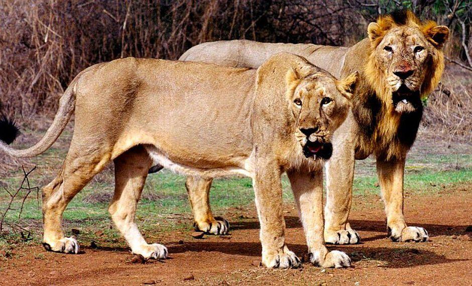 Leones matan a joven que se coló a zona restringida de zoológico
