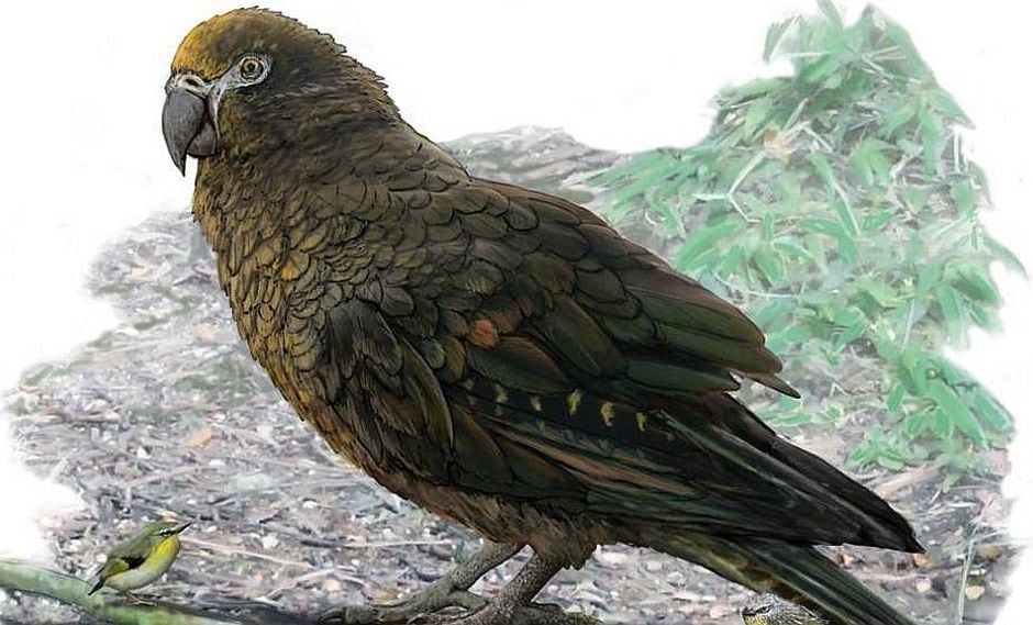 El loro más grande del mundo vivió hace 19 millones de años