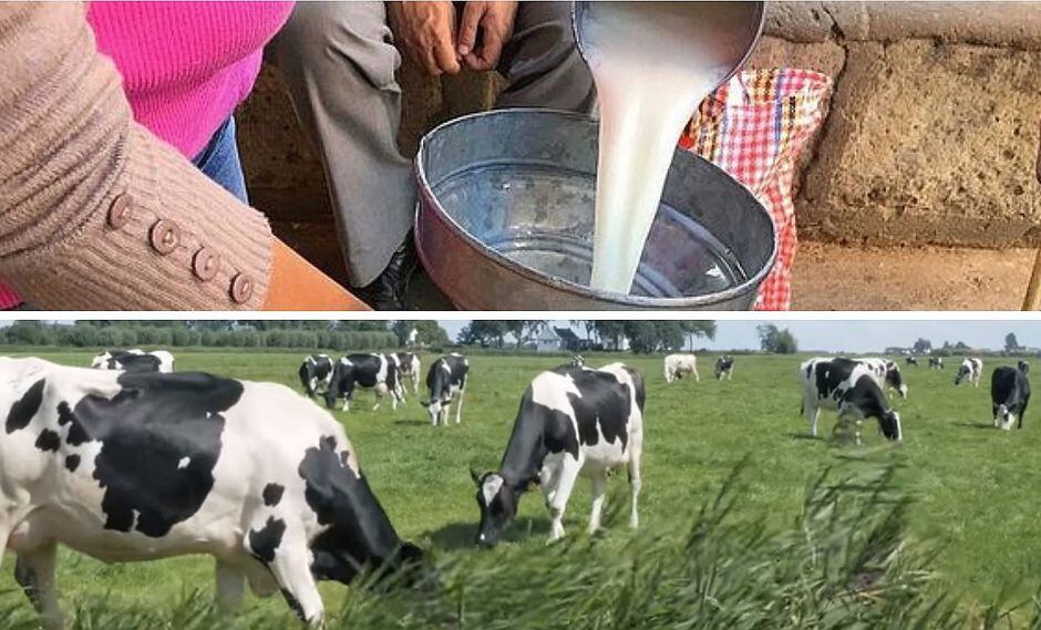 Conocida marca de leche dejará de comprarle insumo a más de 5 mil ganaderos de Arequipa