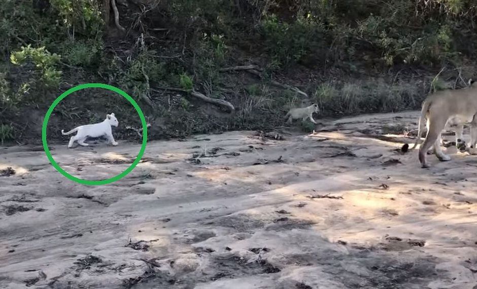 Graban a "raro" león blanco en Sudáfrica│VIDEO