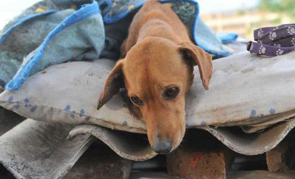 Empleados municipales asesinan con veneno a perros callejeros (VIDEO)